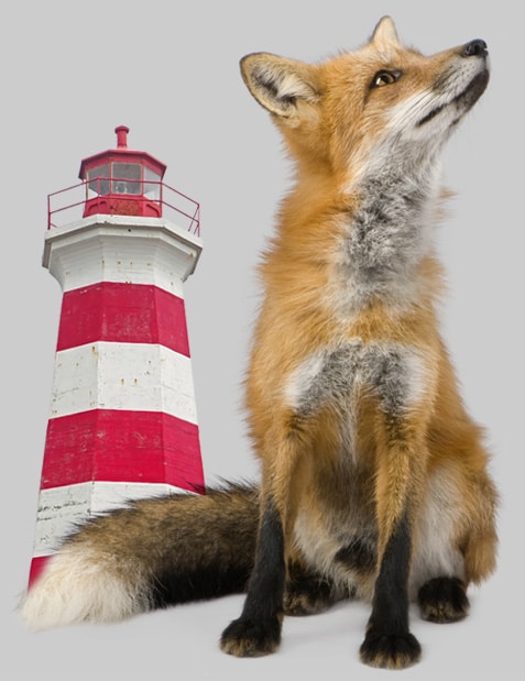Fox and lighthouse